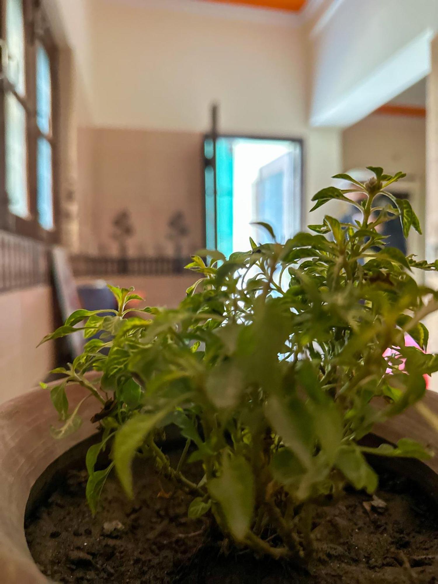 Hostel Leela Hatha Rishikesh