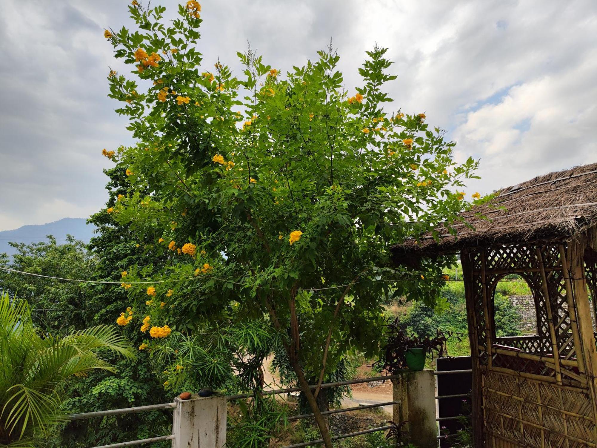 Nature * Rishikesh