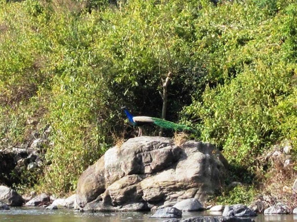 Hotel Elephant Brook